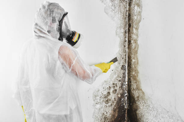 Best Residential Mold Removal  in Abita Springs, LA