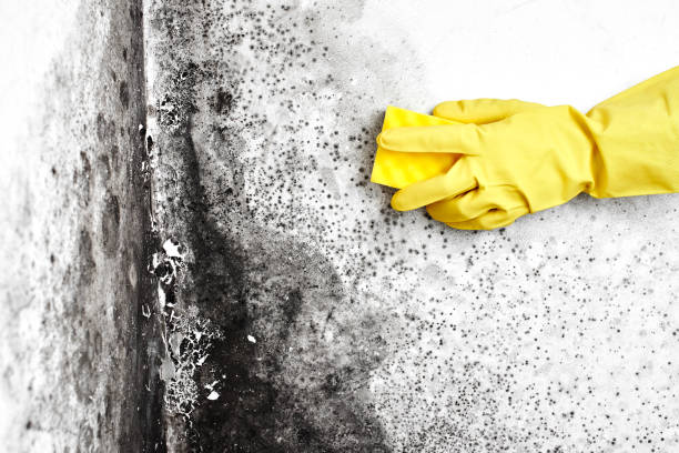 Best Commercial Mold Removal  in Abita Springs, LA