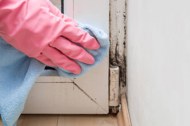 Best Residential Mold Removal  in Abita Springs, LA