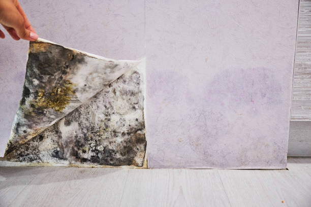 Best Home Mold Removal  in Abita Springs, LA